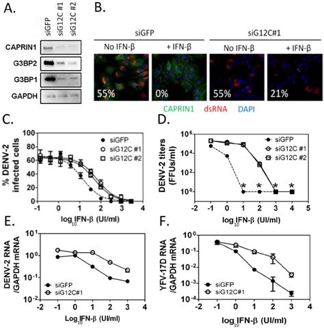 G3bp1 G3bp2 And Caprin1 Are Required For Ifn B Mediated Antiviral