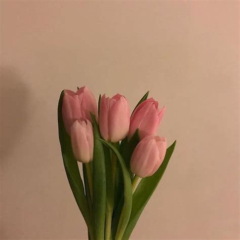 โคเรียนปากแดง👄 On Twitter In 2020 Tulips Flowers Beautiful Flowers