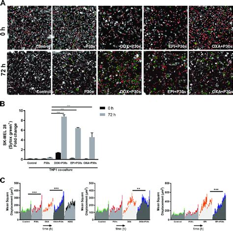 Thp 1 Monocytes Potentiated Killing Of Melanoma Cells Upon Combination