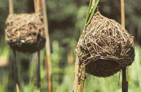 Weaver Birds Build Amazing Elaborate Nest Structures That Are A Rival