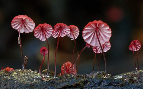 FungiFanatics — Stunning Fungi Photoset by Steve Axford. Bonus Set...