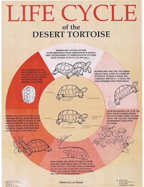 Life Cycle Of Desert Tortoises Tortoise Group Tortoise Food Tortoise