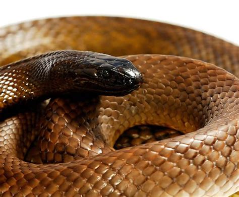 Inland Taipan The Most Venomous Snake