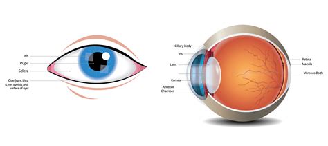 Common Eye Problems And What They Look Like Lsc Eye Clinic