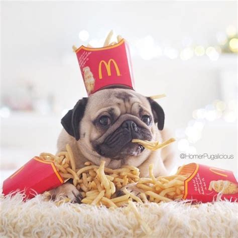 You can add it to a food dish or homemade meal. Thank God for McDonald's! They have real #pug food!! 😁 ...