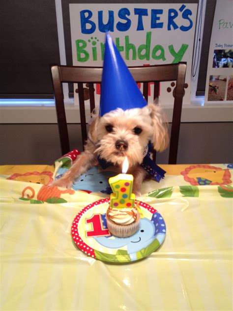 Dog Birthday Party Dog Birthday Dog Birthday Party Animal Birthday