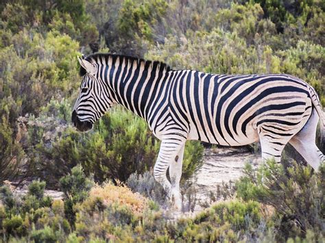 Basic facts about plains zebra: Zebra in Natural Habitat Photograph by Lindsay Diehl