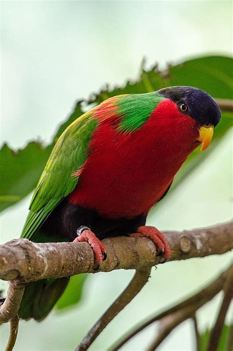 Parrot Encyclopedia Collared Lorikeet World Parrot Trust