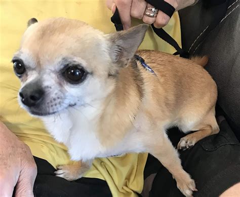 Chihuahua Rescue Victoria Dog Roll Toffee