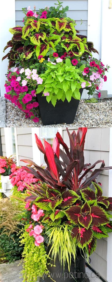 best shade plants and 30 gorgeous container garden planting lists a piece of rainbow