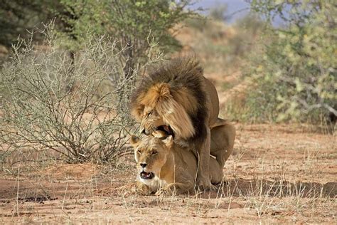 How Do Lions Mate Asking List