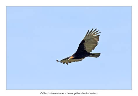 Lesser Yellow Headed Vulture 1 During The Trip With The G Flickr