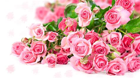 Download wallpapers rose for desktop and mobile in hd, 4k and 8k resolution. Pink Roses Wallpapers ·① WallpaperTag