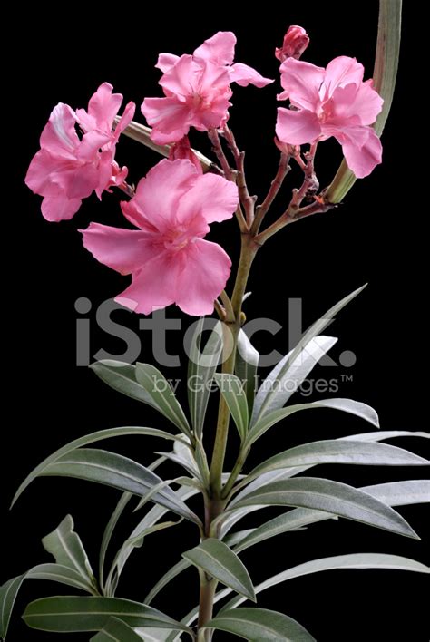 Oleander Stock Photo Royalty Free Freeimages