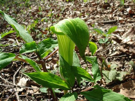 Practical plants is currently lacking information on propagation instructions of arisaema serratum. Arisaema serratum (Thunberg) Schott
