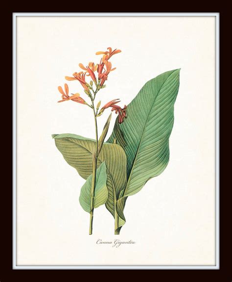 Tropical Botanical Print Set No 7 Bellebotanica