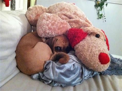 20 Dogs Who Suck At Hide And Seek Bored Panda