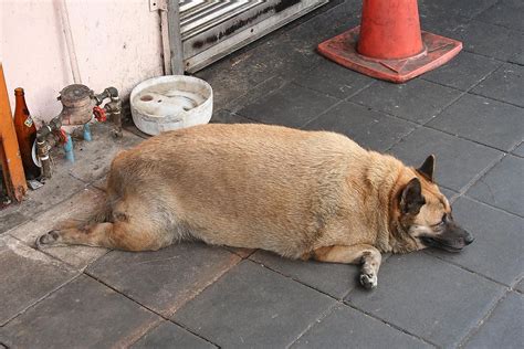 10 Us States With The Fattest Dogs Worldatlas