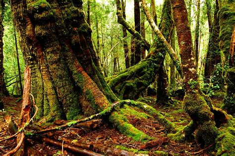 Beautiful Untamed Treasure Tasmanian Wilderness World Heritage Area