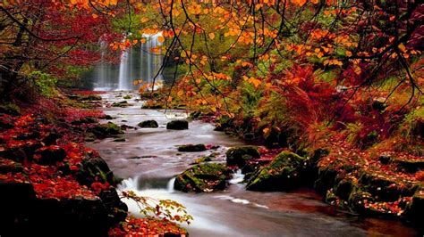 Autumn Trees Nature Landscape Leaf Leaves Desktop Background Images