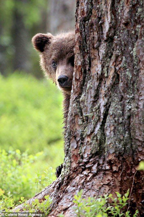 Bear Cubs Snapped Playing Hide And Seek And Climbing Trees In Finland Bear Teddy Bear Sketch