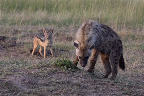 Notes From Kenya Msu Hyena Research South Hyenas Are Feeling Rowdy