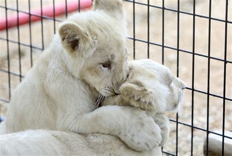 Rare White Lion Cubs Arrive In Comal From South Africa