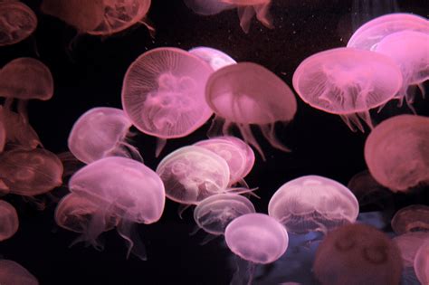Free Images Petal Jellyfish Pink Coral Invertebrate Cnidaria