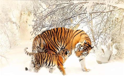 Snow Tiger Wallpapertigermammalvertebratebengal Tigersiberian