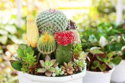 Growing Outdoor Cactuses American Profile