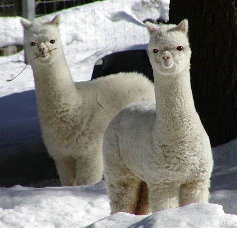 Cute Llamas Pictures Photos And Images For Facebook Tumblr