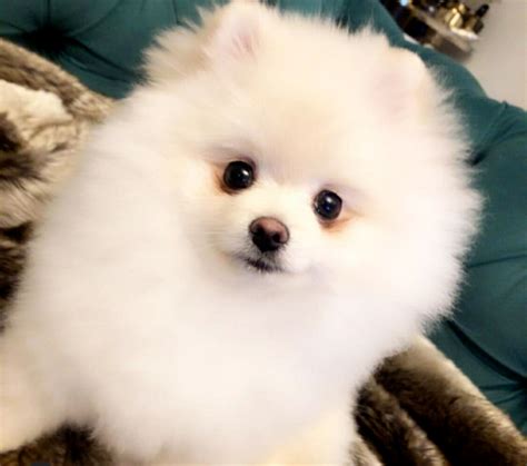 Beautiful Female Pomeranian Puppy Text 5624493858 Atlantic City