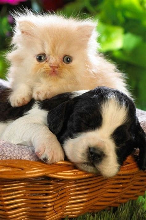 30 Best Dogs And Cats Together Images On Pinterest Dog Cat