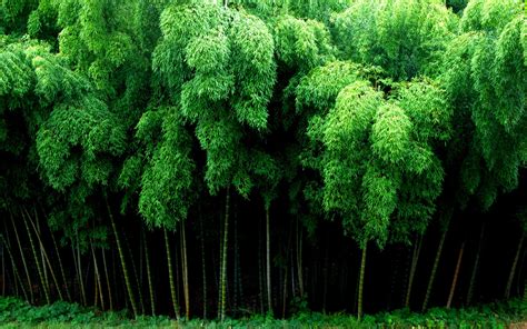 The Dense Bamboo Forest Wallpapers And Images Wallpapers