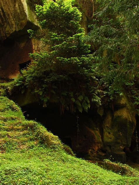 Free Download For This Wallpaper Tags Forest Mystic Cave