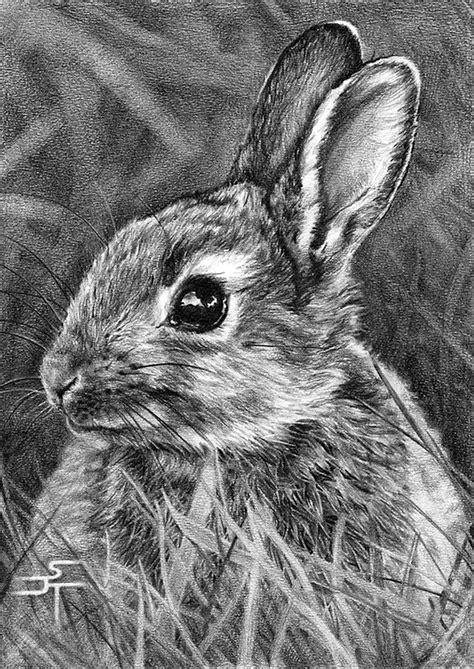 Realistic Animal Pencil Drawings 13 600×847 Pencil Drawings Of