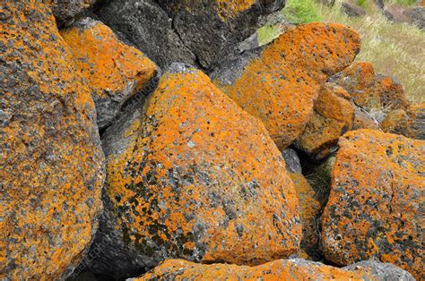 Crustose Lichens Stock Image C0124831 Science Photo Library