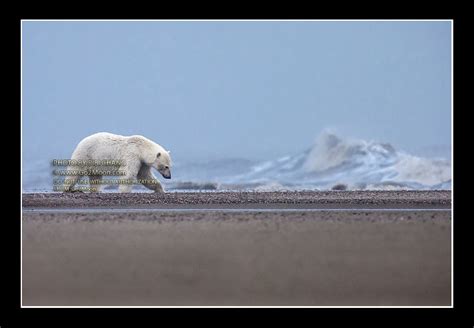 Polar Bear On The Beach