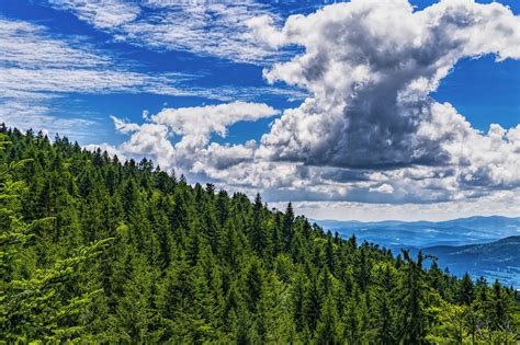 Floresta Da Baviera Céu · Foto Gratuita No Pixabay