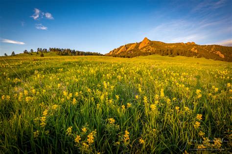 Photography Of Boulder Colorado Flatirons With Spring Wildflowers