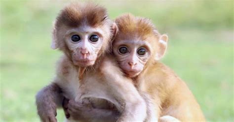 Two Monkeys Who Lost Their Mothers Few Days After Being Born Are Now