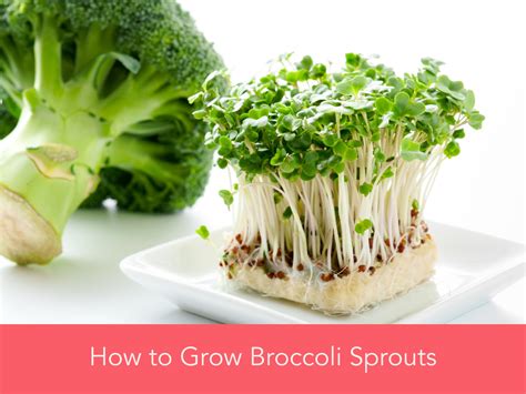 How To Grow Broccoli Sprouts