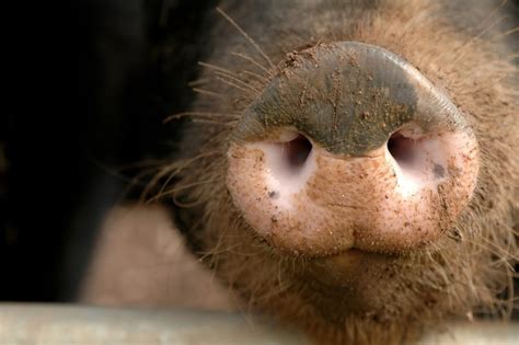 Do You Have A Ring In A Pigs Snout Greg Lancaster Ministries