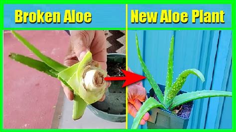 How To Grow Aloe Vera Plant From Cuttings Or From Broken Stem Without