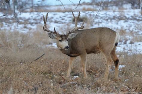 Watch Pets During Mule Deer Rutting Season Golden Co Patch