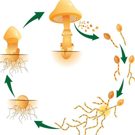 The Mushroom Growth Life Cycle Archer S Mushrooms