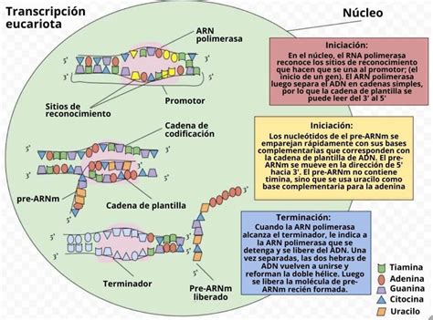 Transcripci N Del Adn Qu Es Proceso En Eucariotas Y En Procariotas