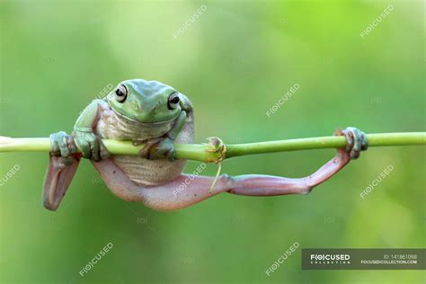 Dumpy Tree Frog Hunging On Branch — Portrait Life Stock Photo
