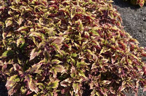 Solenostemon Scutellarioides Roaring Fire Coleus Ebert S Greenhouse