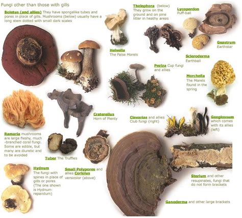 Fungi Identification Diy 4 The Garden Pinterest